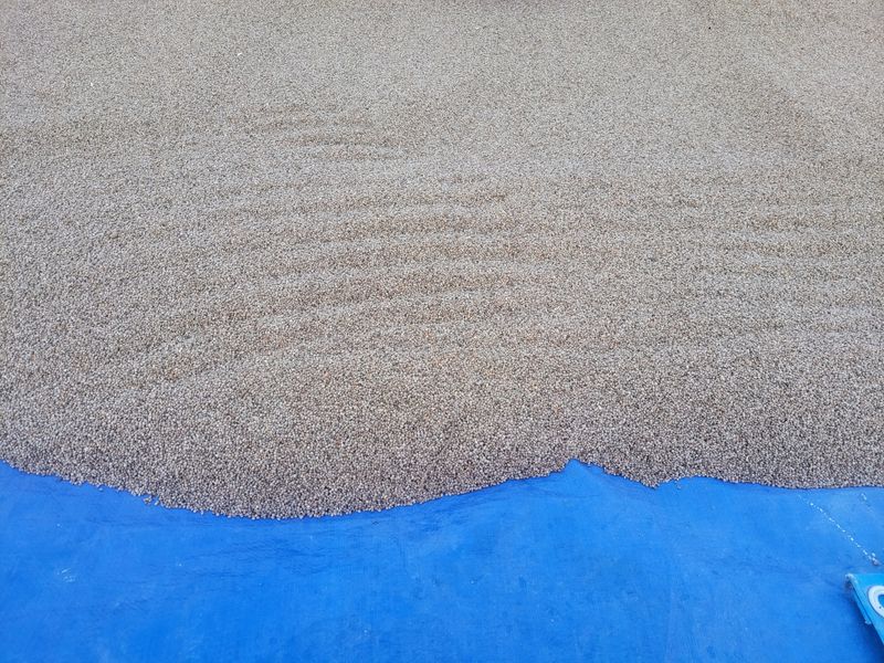 박유태님의 장터 판매 상품 [재래종해들깨 5kg] 첨부 사진