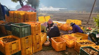 우리님의 기타작물 · 영농일지 작성글 사진