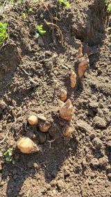 팜모닝 기타작물·영농일지 게시글 이미지