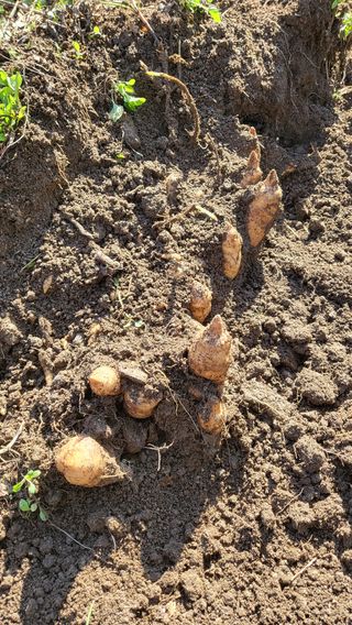 우리님의 기타작물 · 영농일지 작성글 사진