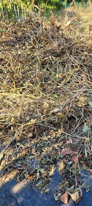 이의도님의 11월 내 작물 자랑하기 · 참여글 작성글 사진