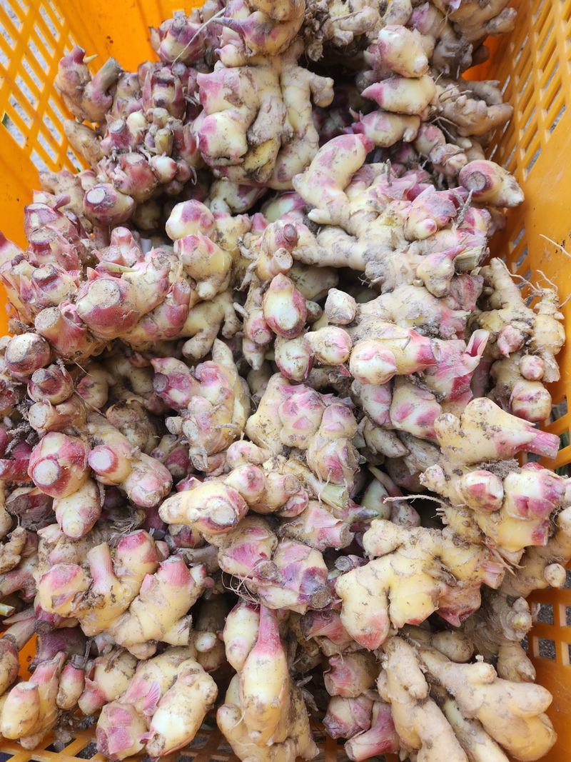 장터 상품 [영주생강 10k] 썸네일