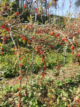 팜모닝 11월 내 작물 자랑하기·참여글 게시글 이미지