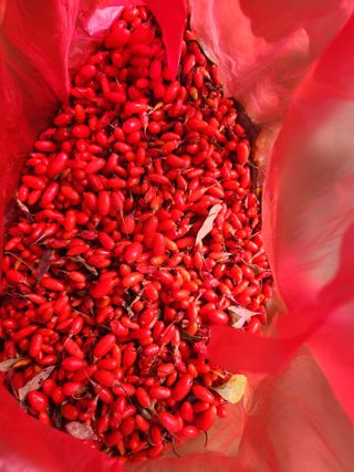 고영희님의 11월 내 작물 자랑하기 · 참여글 작성글 사진