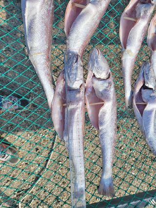 김진국님의 장터 · 수산물 작성글 사진