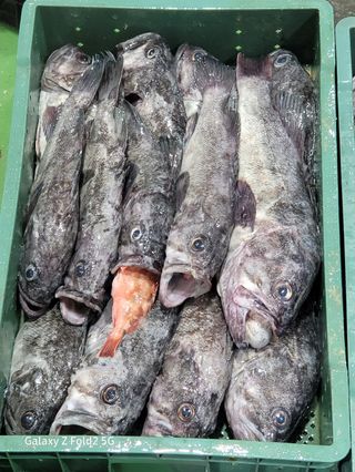 김진국님의 장터 · 수산물 작성글 사진