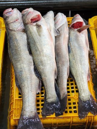 김진국님의 장터 · 수산물 작성글 사진