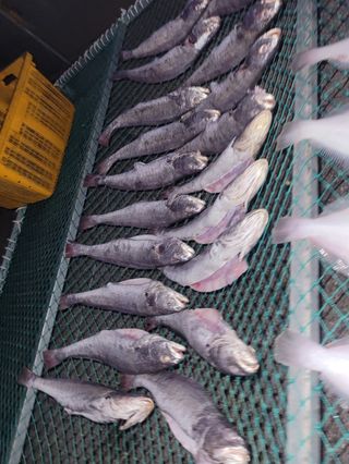 김진국님의 장터 · 수산물 작성글 사진