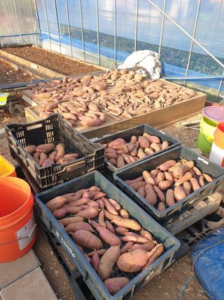 정옥성님의 기타작물 · 영농일지 작성글 사진