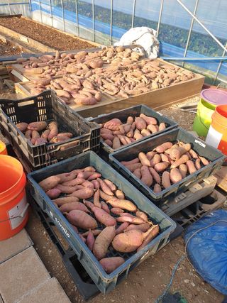 정옥성님의 기타작물 · 영농일지 작성글 사진