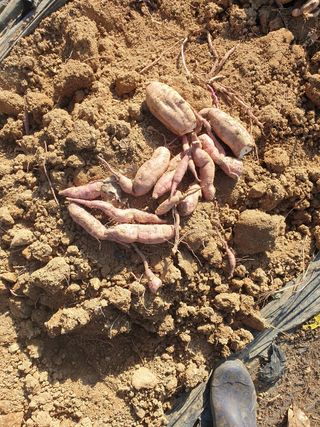 정옥성님의 기타작물 · 영농일지 작성글 사진