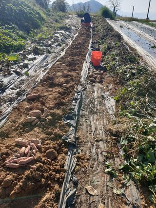 정옥성님의 기타작물 · 영농일지 작성글 사진