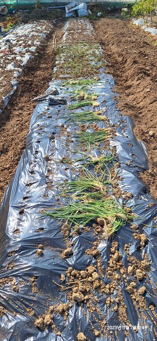 도시농부님의 양파 · 영농일지 작성글 사진