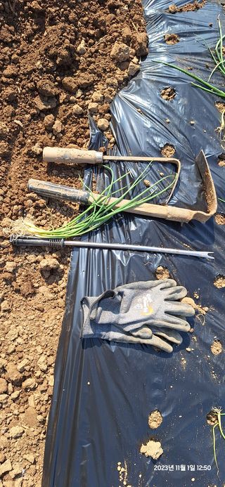 도시농부님의 양파 · 영농일지 작성글 사진