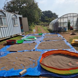 밝은숲님의 들깨 · 자유게시판 작성글 사진