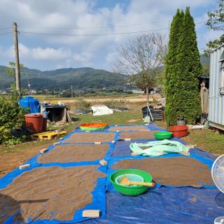 밝은숲님의 들깨 · 자유게시판 작성글 사진