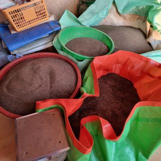 밝은숲님의 들깨 · 자유게시판 작성글 사진