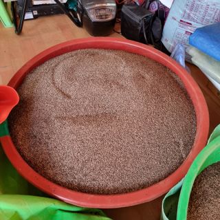 밝은숲님의 들깨 · 자유게시판 작성글 사진