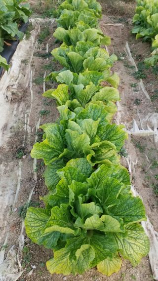 김서현님의 배추 · 병해충상담 작성글 사진