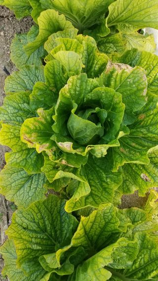 김서현님의 배추 · 병해충상담 작성글 사진