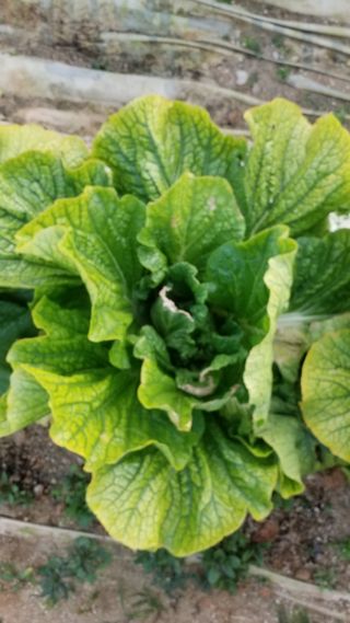 김서현님의 배추 · 병해충상담 작성글 사진