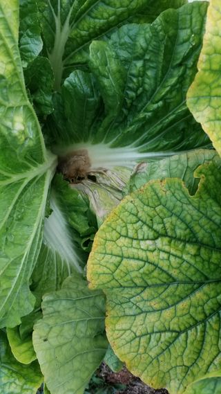 김서현님의 배추 · 병해충상담 작성글 사진