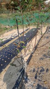 팜모닝 사과·병해충상담 게시글 이미지