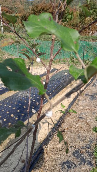 담양생명나무농원님의 사과 · 병해충상담 작성글 사진