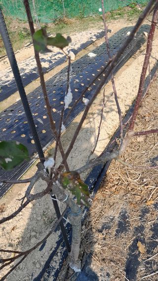 담양생명나무농원님의 사과 · 병해충상담 작성글 사진