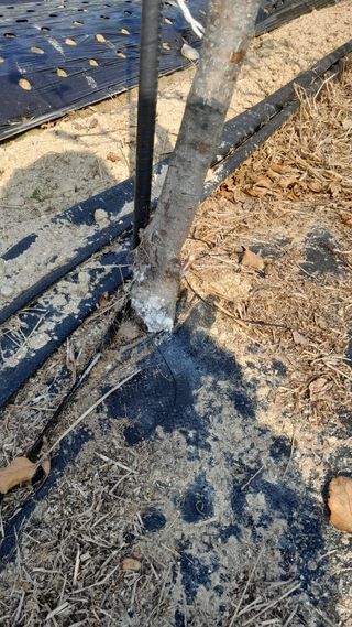 담양생명나무농원님의 사과 · 병해충상담 작성글 사진