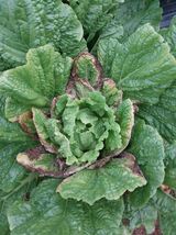 팜모닝 배추·병해충상담 게시글 이미지