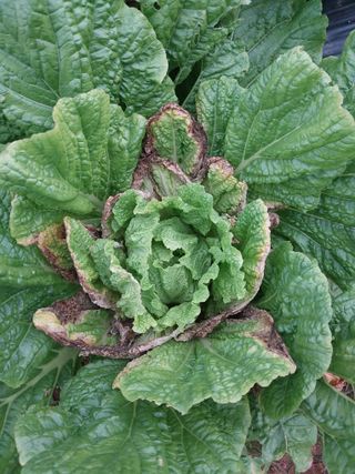 박보경님의 배추 · 병해충상담 작성글 사진