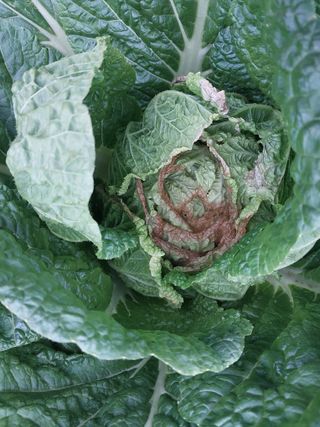 박보경님의 배추 · 병해충상담 작성글 사진