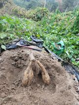 팜모닝 11월 내 작물 자랑하기·참여글 게시글 이미지