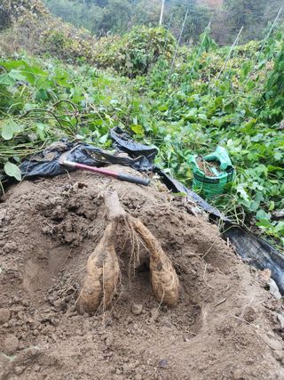 강릉시 김종철님의 11월 내 작물 자랑하기 · 참여글 작성글 사진
