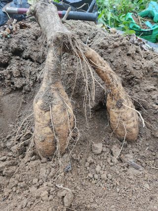 강릉시 김종철님의 11월 내 작물 자랑하기 · 참여글 작성글 사진