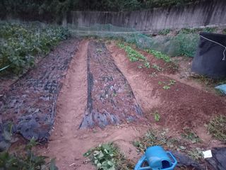 김희준님의 감자 · 영농일지 작성글 사진