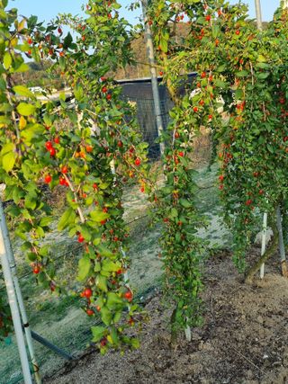 호미대장님의 11월 내 작물 자랑하기 · 참여글 작성글 사진