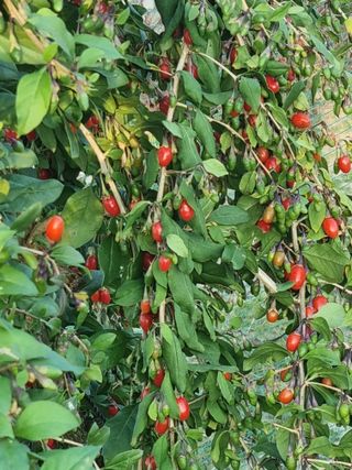 호미대장님의 11월 내 작물 자랑하기 · 참여글 작성글 사진