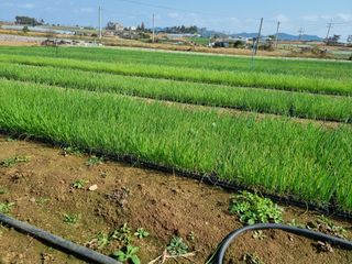 민들레님의 양파 · 자유게시판 작성글 사진