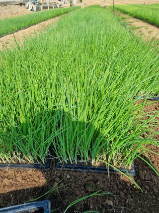 민들레님의 양파 · 자유게시판 작성글 사진