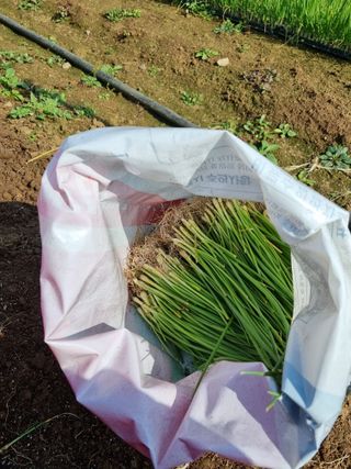 민들레님의 양파 · 자유게시판 작성글 사진