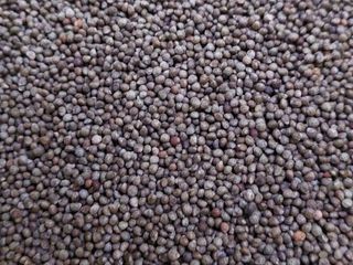 김광영님의 11월 내 작물 자랑하기 · 참여글 작성글 사진