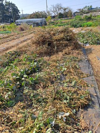 장세만 님의 콩 · 자유게시판 작성글 사진