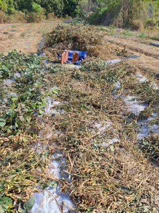 장세만 님의 콩 · 자유게시판 작성글 사진