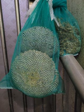 정찬영님의 11월 내 작물 자랑하기 · 참여글 작성글 사진