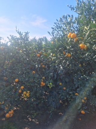 강승윤님의 귤 · 수확 작성글 사진