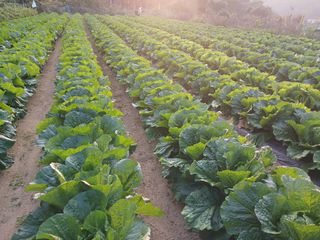 감7239님의 11월 내 작물 자랑하기 · 참여글 작성글 사진