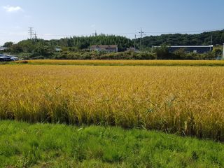 들깨22101님의 11월 내 작물 자랑하기 · 참여글 작성글 사진