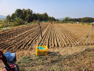 장재갑님의 마늘 · 영농일지 작성글 사진